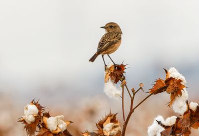Stonechat
