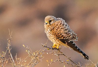 Common Kestrel