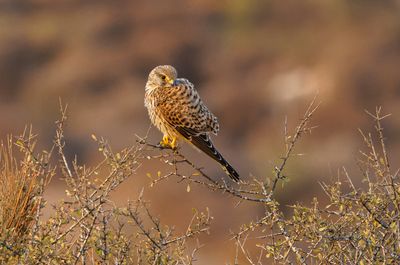 Common Kestrel