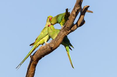 Rose-ringed Parakeet