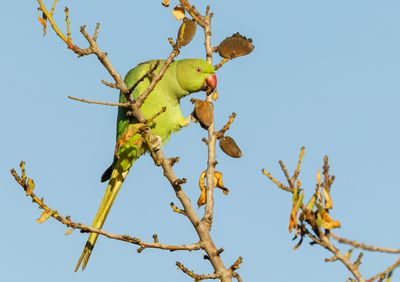 Rose-ringed Parakeet