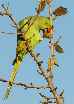 Rose-ringed Parakeet