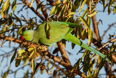 Rose-ringed Parakeet