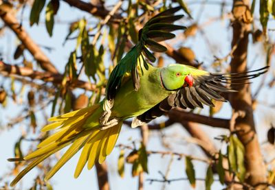 Rose-ringed Parakeet