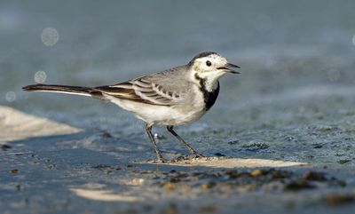 White/Pied Wagtail