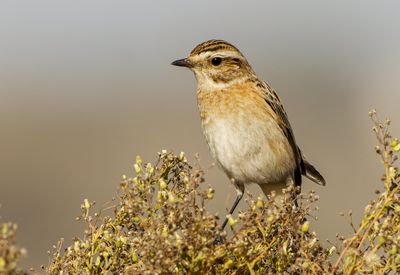 Whinchat