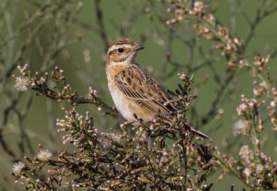 Whinchat (Saxicola rubetra)-דוחל חום גרון