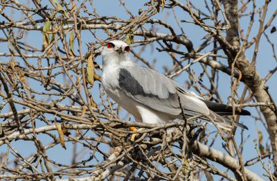 Black-winged kite