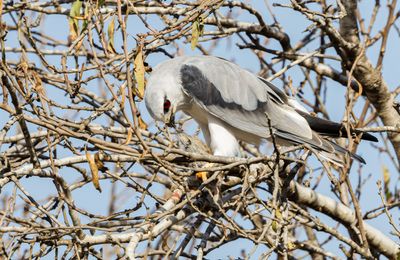 Black-winged kite