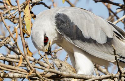 Black-winged kite