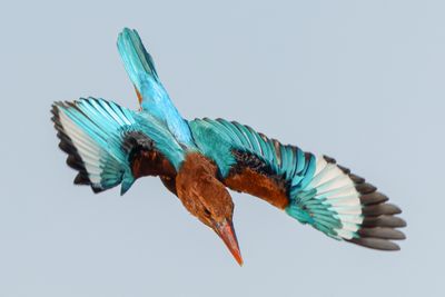 White throated Kingfisher שלדג לבן חזה