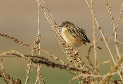 Zitting Cisticola
