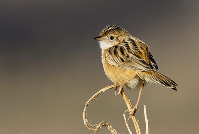 Zitting Cisticola תפר