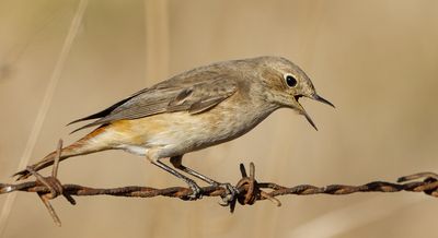 Common Red Start