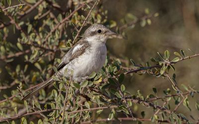 Masked Shrike