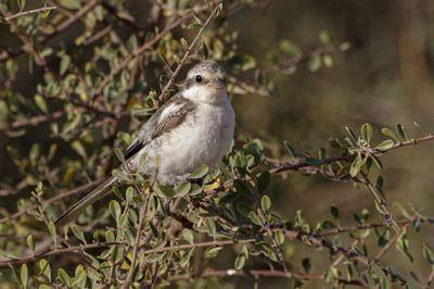Masked Shrike