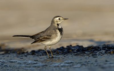 White/Pied Wagtail