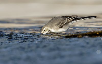 White/Pied Wagtail