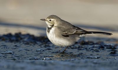 White/Pied Wagtail