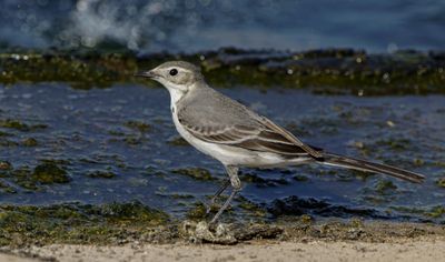 White/Pied Wagtail