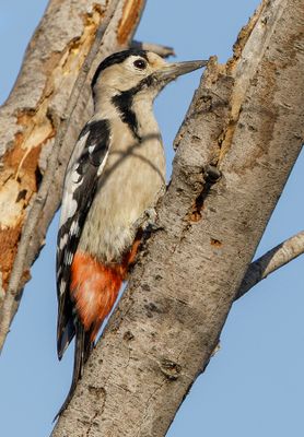 Syrian Woodpecker נקר סורי