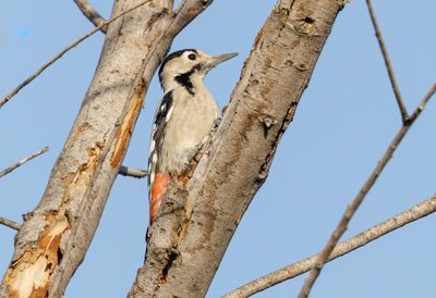Syrian Woodpecker נקר סורי