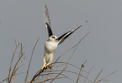 Black-winged kite