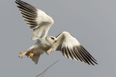 Black-winged kite