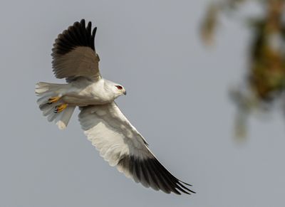 Black-winged kite