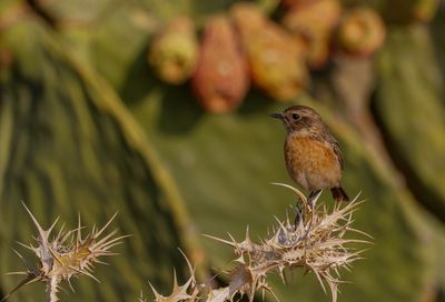 Stonechat