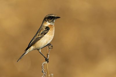 Stonechat