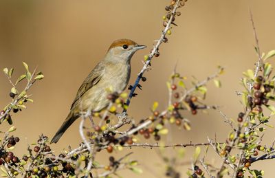 Blackcap