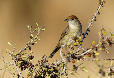 Blackcap (f)