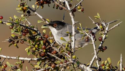 Sardinian Warbler