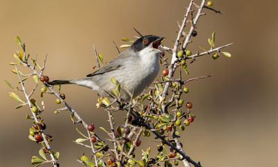 Sardinian Warbler