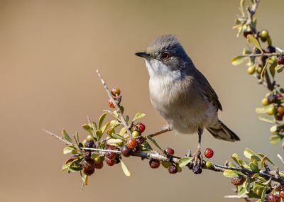 Sardinian Warbler