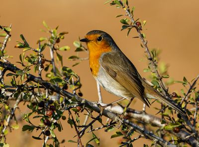 Robin