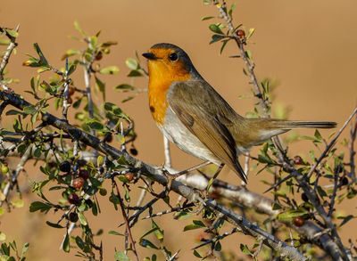 Robin (european) אדום חזה
