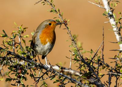 Robin