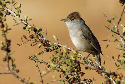 Blackcap (f)