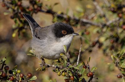 Sardinian Warbler