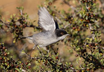 Sardinian Warbler