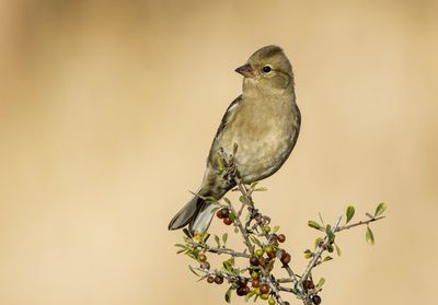 Chatfinch