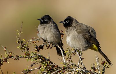 Spectacled Bulbul