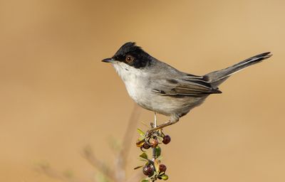 Sardinian Warbler