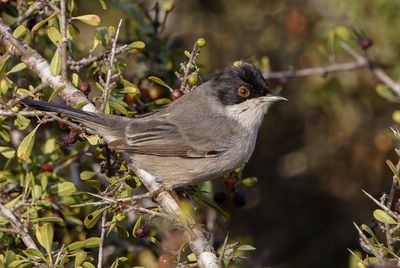 Sardinian Warbler