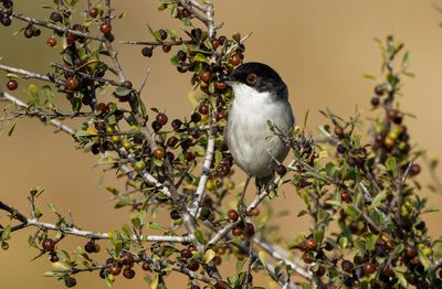 Sardinian Warbler