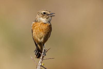 Stonechat