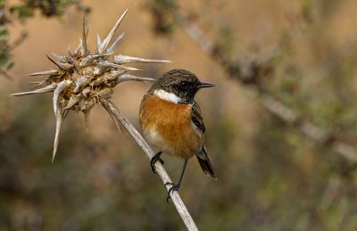 Stonechat