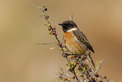 Stonechat